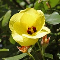 Lindenblättriger Eibisch (Hibiscus tiliaceus) 